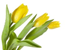 Tulipani gialli con le gocce dell'acqua fotografie stock Tulipani gialli con le gocce dell'acqua fotografie stock