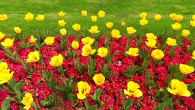 Tulipani gialli della sorgente Tulipani gialli della sorgente