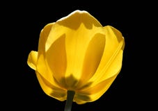 Tulipani gialli su un fondo scuro isolato immagine stock libera da diritti Tulipani gialli su un fondo scuro isolato immagine stock libera da diritti