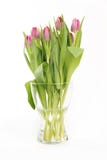 Tulipani nel wase iolated Fotografia Stock Tulipani nel wase iolated Fotografia Stock