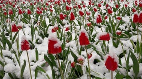 Tulipani nella neve immagini stock libere da diritti Tulipani nella neve immagini stock libere da diritti