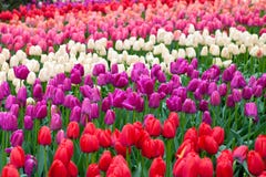 Tulipani variopinti di Triumph immagine stock libera da diritti Tulipani variopinti di Triumph immagine stock libera da diritti