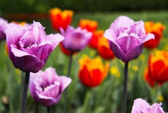 Tulipani viola e rossi in fioritura fotografia stock Tulipani viola e rossi in fioritura fotografia stock