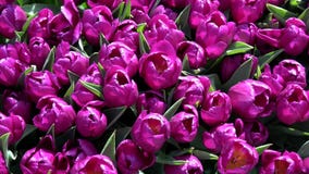 Tulipano Tulipano