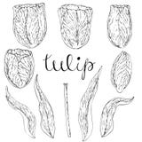 Tulipano isolato vettore su bianco royalty illustrazione gratis Tulipano isolato vettore su bianco royalty illustrazione gratis
