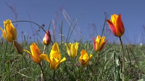 Tulipano selvatico della steppa Tulipano selvatico della steppa
