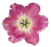 Tulipanowy kwiat odizolowywający Fotografia Stock Tulipanowy kwiat odizolowywający Fotografia Stock