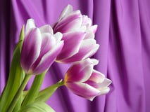 Tulipanowy kwiat: Walentynek, matek dnia zapasu fotografie/ obraz royalty free Tulipanowy kwiat: Walentynek, matek dnia zapasu fotografie/ obraz royalty free