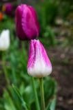 Tulipanowy kwiatu tło, Kolorowych tulipanów łąkowa natura w wiośnie, zakończenie up zdjęcia royalty free Tulipanowy kwiatu tło, Kolorowych tulipanów łąkowa natura w wiośnie, zakończenie up zdjęcia royalty free