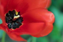 Tulipanowy makro- zako?czenie up strzela? zdjęcie stock Tulipanowy makro- zako?czenie up strzela? zdjęcie stock