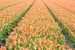 Tulipanu pole Zdjęcia Royalty Free Tulipanu pole Zdjęcia Royalty Free