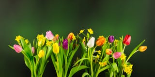 Tulipany i Daffodils na rozmytym ciemnozielonym tle 3 d podobieństwo wysoki rezolucję ilustracyjny fotografia stock Tulipany i Daffodils na rozmytym ciemnozielonym tle 3 d podobieństwo wysoki rezolucję ilustracyjny fotografia stock