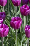 Tulipany kwitną, zielny palnt bloomin w wiośnie fotografia stock Tulipany kwitną, zielny palnt bloomin w wiośnie fotografia stock
