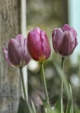 tulipany purpurowych obraz stock tulipany purpurowych obraz stock