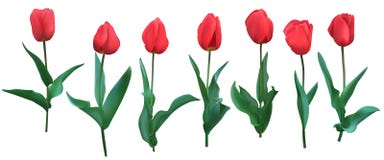 Tulipany Realistyczni czerwoni tulipany z liśćmi Set siedem pojedynczy białe tło ilustracja wektor Tulipany Realistyczni czerwoni tulipany z liśćmi Set siedem pojedynczy białe tło ilustracja wektor