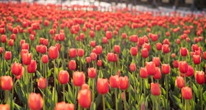 Tulipany w kunmingï ¼ ŒChina zdjęcie royalty free Tulipany w kunmingï ¼ ŒChina zdjęcie royalty free