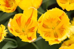 Tulipas amarelas no fundo da natureza imagens de stock royalty free Tulipas amarelas no fundo da natureza imagens de stock royalty free