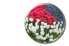 Tulipas brancas vermelhas e jacintos de uva azuis na esfera de cristal Foto de Stock Royalty Free Tulipas brancas vermelhas e jacintos de uva azuis na esfera de cristal Foto de Stock Royalty Free