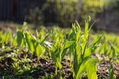 Tulipas com os botões fechados antes de florescer imagens de stock Tulipas com os botões fechados antes de florescer imagens de stock