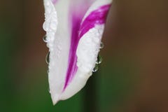Tulipas e água imagens de stock Tulipas e água imagens de stock