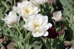 Tulipas na cama de flor da cidade imagem de stock Tulipas na cama de flor da cidade imagem de stock