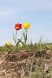 Tulipas na primavera Flores selvagens ilustração stock Tulipas na primavera Flores selvagens ilustração stock