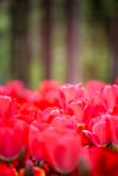 Tulipas que florescem na floresta fotos de stock Tulipas que florescem na floresta fotos de stock