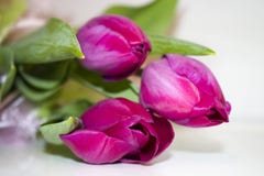 Tulipas roxas bonitas com folhas verdes foto de stock Tulipas roxas bonitas com folhas verdes foto de stock