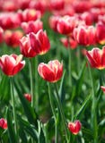 Tulipas vermelhas com beira branca - profundidade de campo rasa Fotografia de Stock Tulipas vermelhas com beira branca - profundidade de campo rasa Fotografia de Stock
