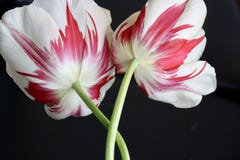 Tulipas vermelhas e brancas da perfeição grande da chama das listras imagens de stock Tulipas vermelhas e brancas da perfeição grande da chama das listras imagens de stock