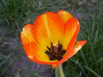 Tulipe jaune avec la fin orange de gradient sur le fond d'herbe images stock Tulipe jaune avec la fin orange de gradient sur le fond d'herbe images stock