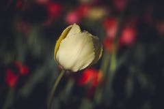 Tulipe jaune sur le fond fonc? Fin vers le haut Tulipe jaune sensible sur un fond des fleurs Fleurs sur un fond fonc? photographie stock libre de droits Tulipe jaune sur le fond fonc? Fin vers le haut Tulipe jaune sensible sur un fond des fleurs Fleurs sur un fond fonc? photographie stock libre de droits