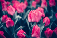 Tulipe Les belles tulipes roses fleurit au printemps le jardin, fond floral image libre de droits Tulipe Les belles tulipes roses fleurit au printemps le jardin, fond floral image libre de droits