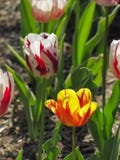 Tulipe rouge et blanche avec la tulipe jaune et orange photo libre de droits Tulipe rouge et blanche avec la tulipe jaune et orange photo libre de droits