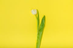 Tulipe sur un fond jaune photos libres de droits Tulipe sur un fond jaune photos libres de droits