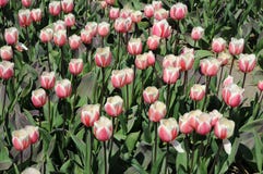 Tulipes blanches et roses merveilleuses photo libre de droits Tulipes blanches et roses merveilleuses photo libre de droits