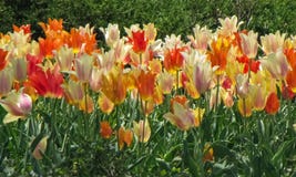 Tulipes blanches, oranges, rouges, et jaunes assorties photo libre de droits Tulipes blanches, oranges, rouges, et jaunes assorties photo libre de droits