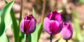 tulipes dans la fleur images libres de droits tulipes dans la fleur images libres de droits