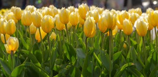 Tulipes de floraison stupéfiantes 10 Photo stock Tulipes de floraison stupéfiantes 10 Photo stock
