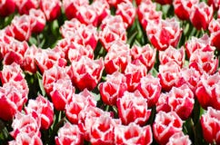 tulipes-franges-par-rouge-magnifique-sur-des-gisements-de-ressort-69427574.jpg