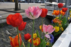 Tulipes fraîches lumineuses dans le lit de fleur de rue photos stock Tulipes fraîches lumineuses dans le lit de fleur de rue photos stock