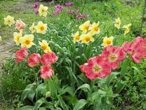 Tulipes, narcisse et mouron des oiseaux image stock Tulipes, narcisse et mouron des oiseaux image stock