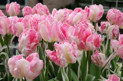Tulipes roses merveilleuses photographie stock Tulipes roses merveilleuses photographie stock