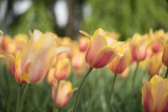 Tulipes roses rouges de jaune orange de pêche dans le domaine photos stock Tulipes roses rouges de jaune orange de pêche dans le domaine photos stock