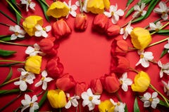 Tulipes, vue supérieure de fleurs de jonquilles avec l'espace de copie photo stock Tulipes, vue supérieure de fleurs de jonquilles avec l'espace de copie photo stock