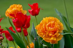 Tulips foto de stock royalty free Tulips foto de stock royalty free