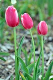 Tulips fotografia de stock royalty free Tulips fotografia de stock royalty free