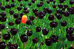 Tulips foto de stock Tulips foto de stock