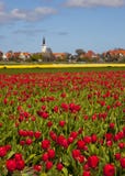 Tulips Stock Photography
