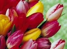 Tulips imagens de stock Tulips imagens de stock